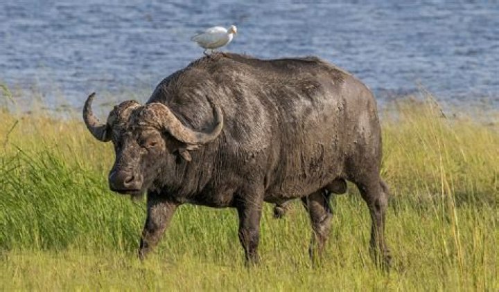 What is Buffalo in Setswana