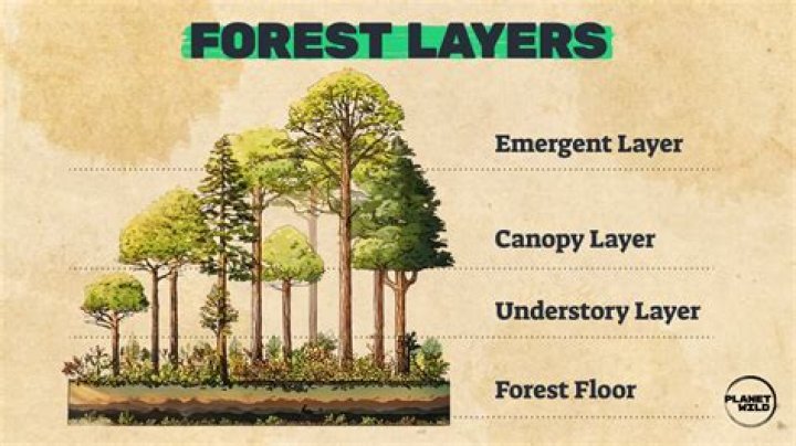 What is canopy in geography
