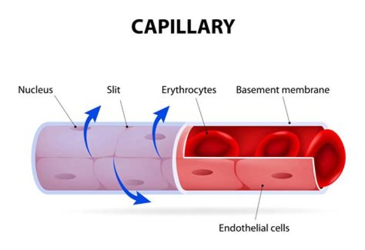 What is capillary and its function