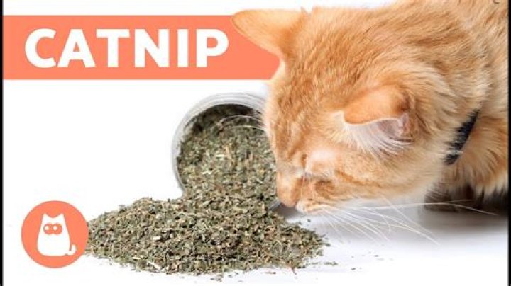 What is catnip oil good for