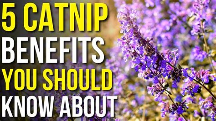 What is catnip tea good for