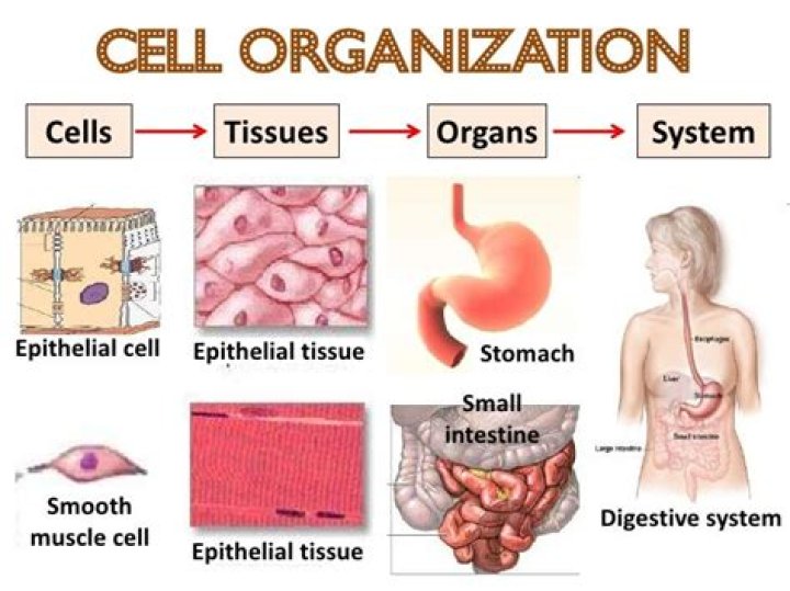 What is cell tissue organ