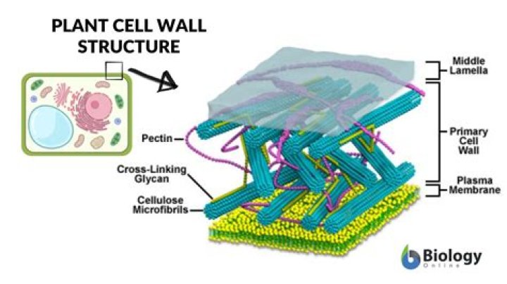 What is cell wall made of in plants