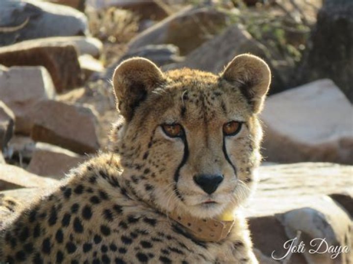 What is Cheetah in Setswana