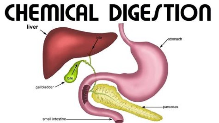 What is chemical digestion