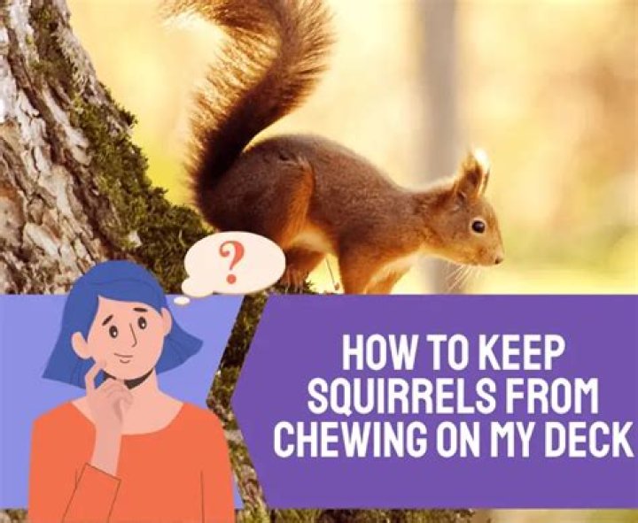 What is chewing on my deck