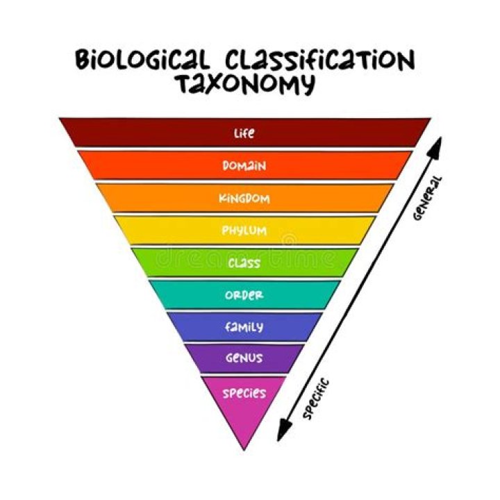 What is classification of biology