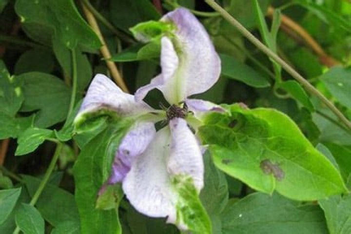 What is Clematis slime flux