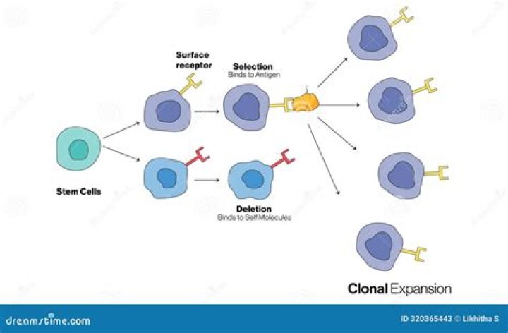 What is clonal distribution