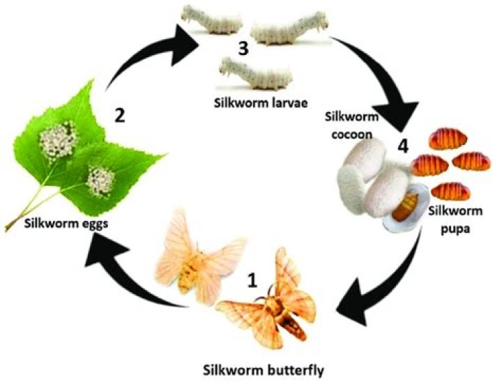 What is cocoon in the life cycle of silkworm