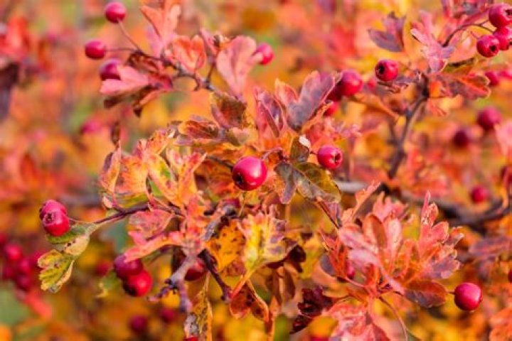 What is Crataegus good for