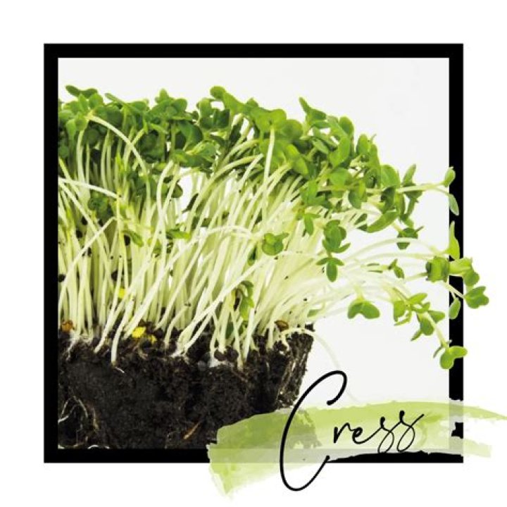 What is Cress good for