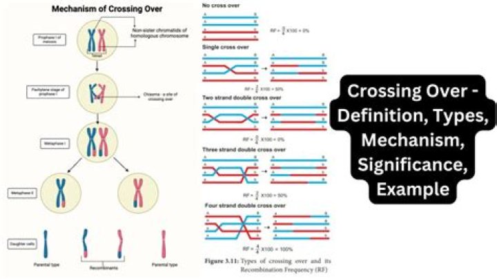 What is crossing over and its types