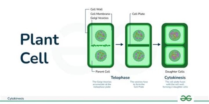 What is cytokinesis called in plant cells