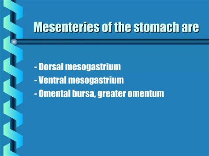 What is dorsal Mesogastrium