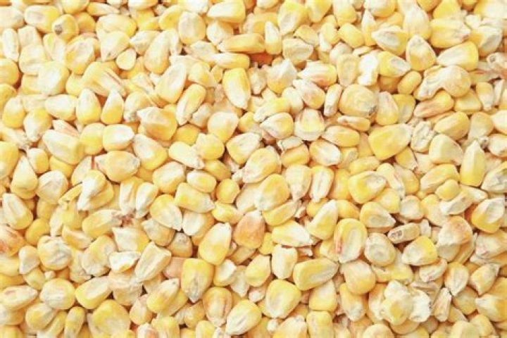 What is dried corn good for