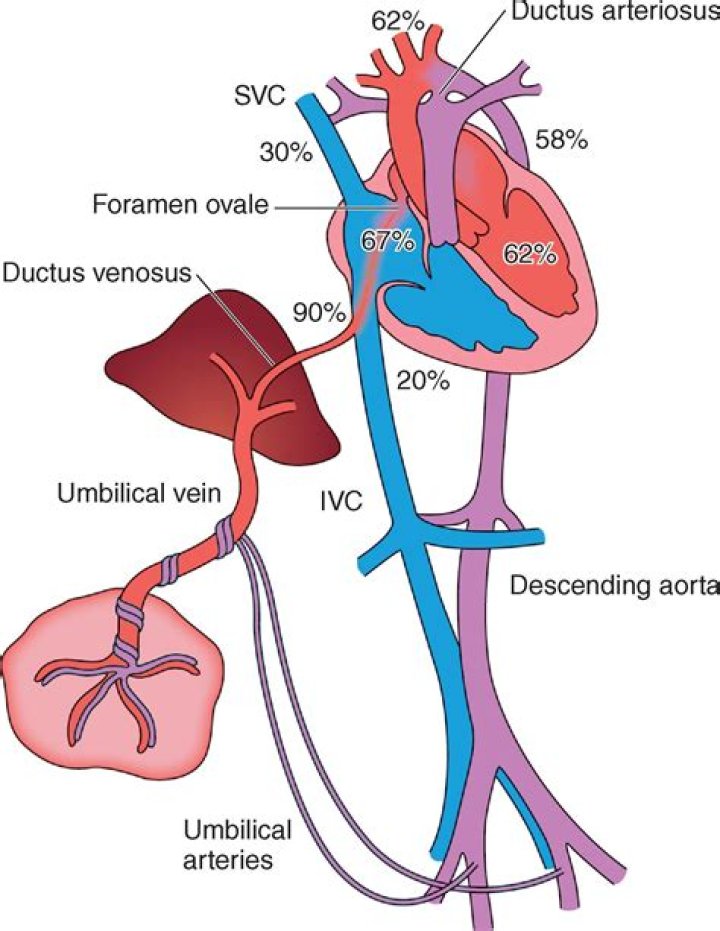 What is ductus venosus in pregnancy