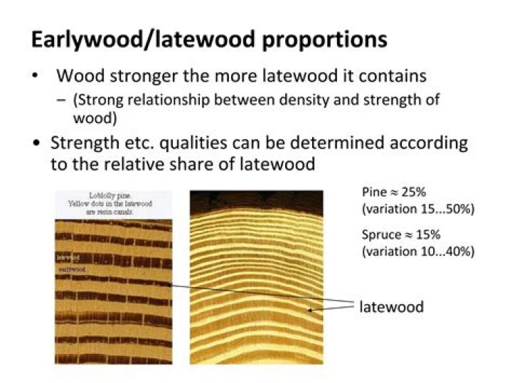 What is early wood late wood