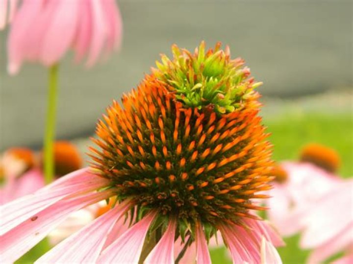 What is eating my echinacea petals