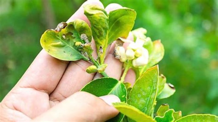 What is eating my lime tree