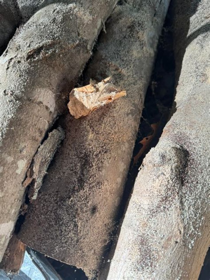 What is eating my wood deck