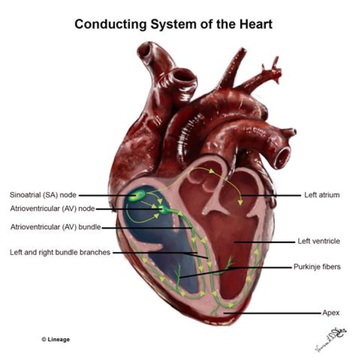 What is excitation of the heart