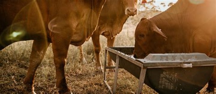 What is feed grade molasses