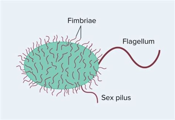 What is Fimbriae made up of
