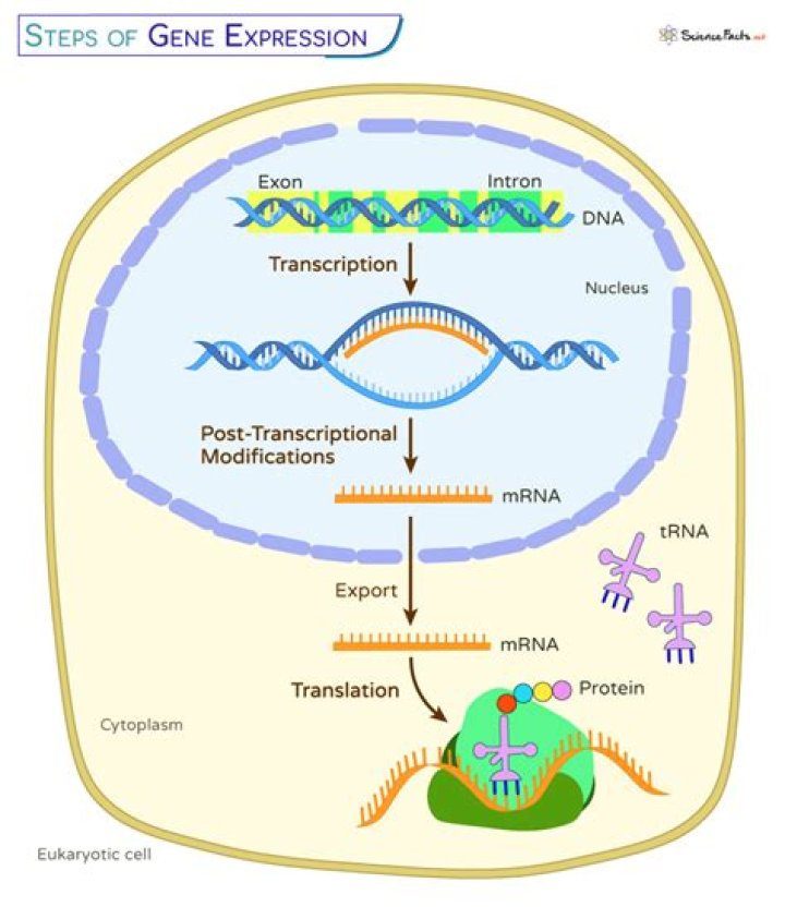 What is gene expression PDF