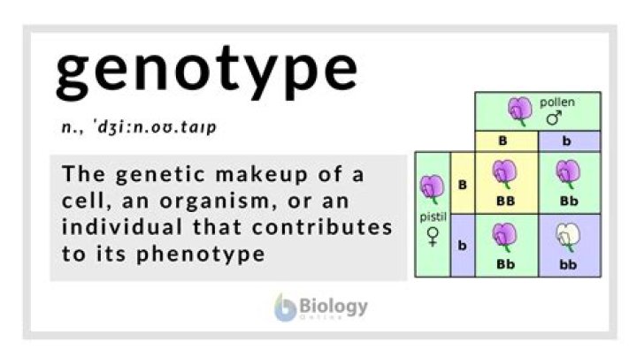 What is genotype in science