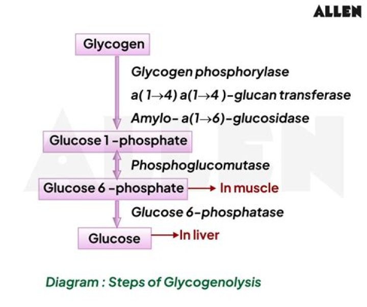 What is glycogen synthesis called