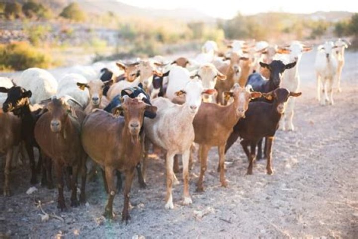 What is goat farming called