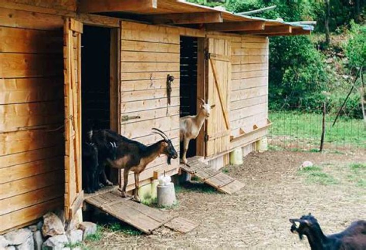 What is goat shelter called