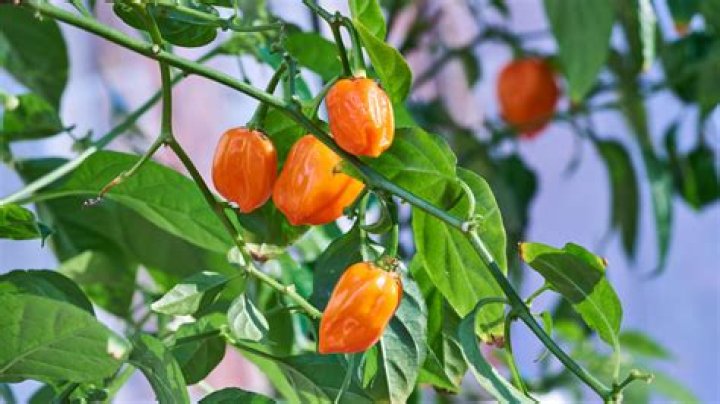 What is habanero in English