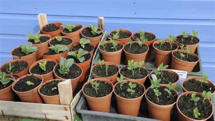 What is hardening of plants