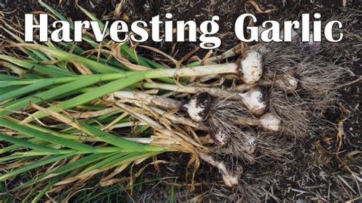 What is hardneck garlic