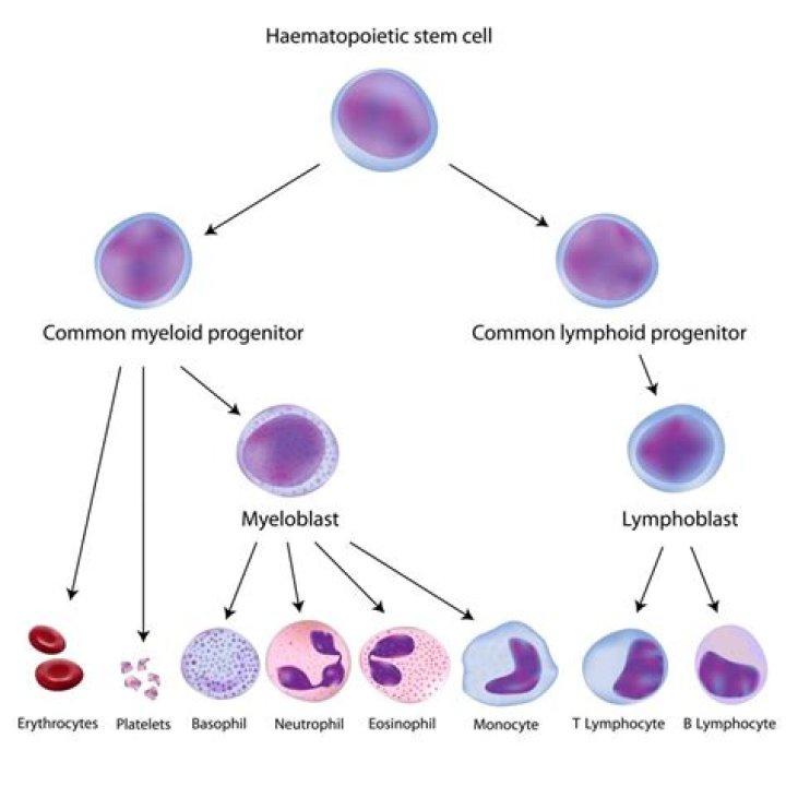 What is hematopoietic organ