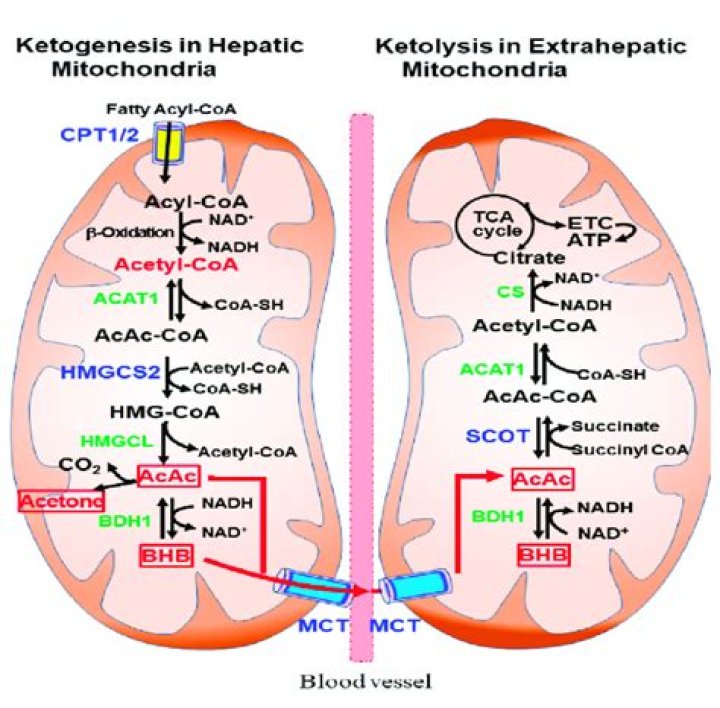 What is hepatic ketogenesis
