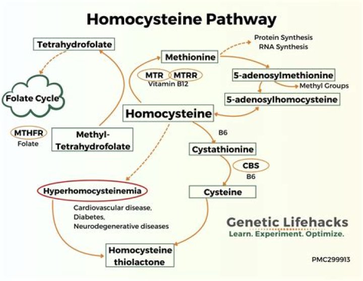 What is homocysteine resist