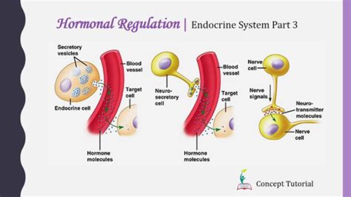 What is hormonal regulation