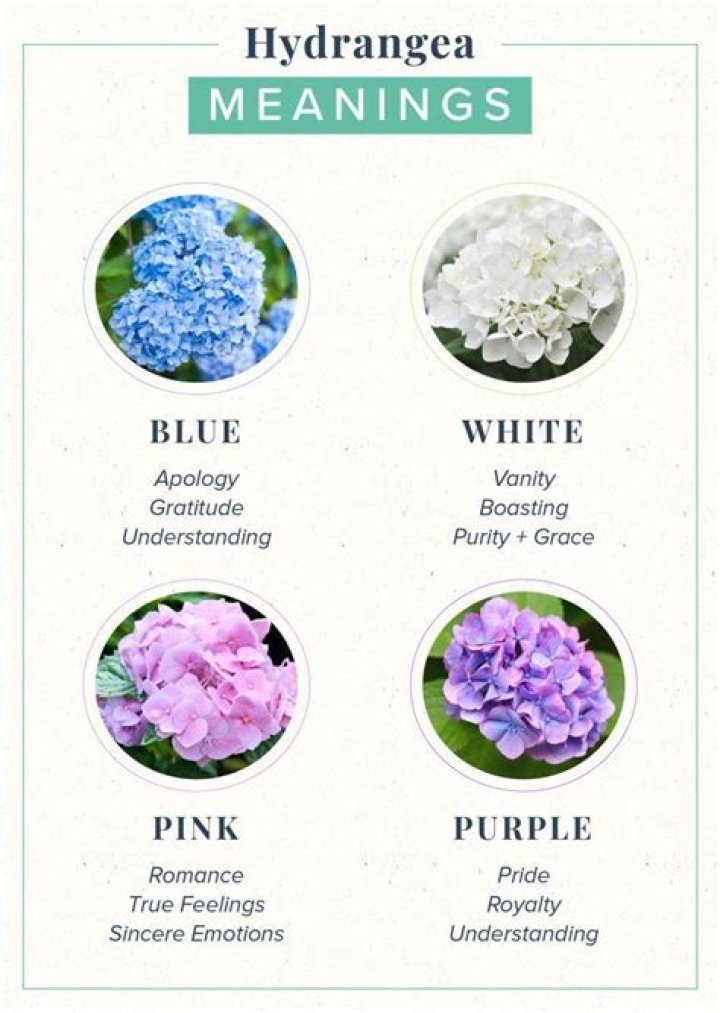 What is hydrangea in Latin