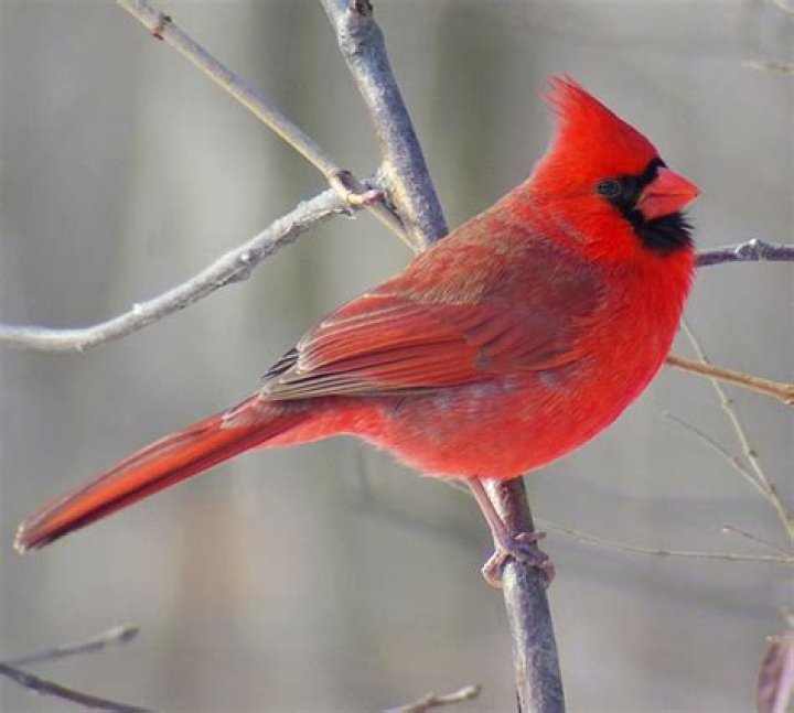 What is Illinois state bird