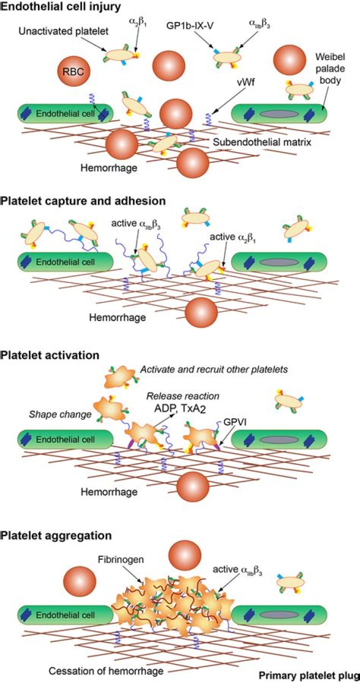 What is impaired hemostasis