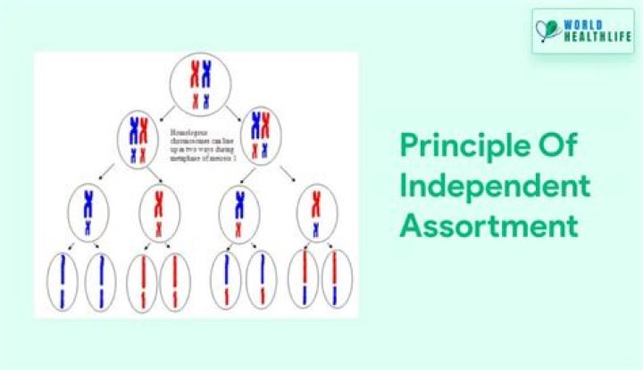 What is Independent Assortment example