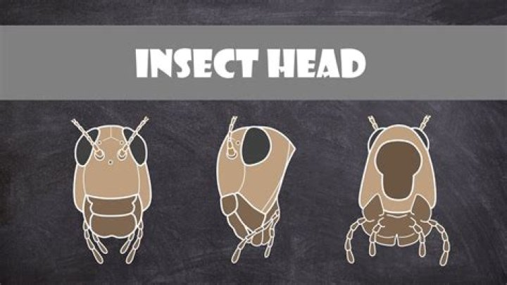 What is insect hair made of