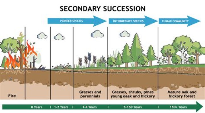 What is intermediate succession