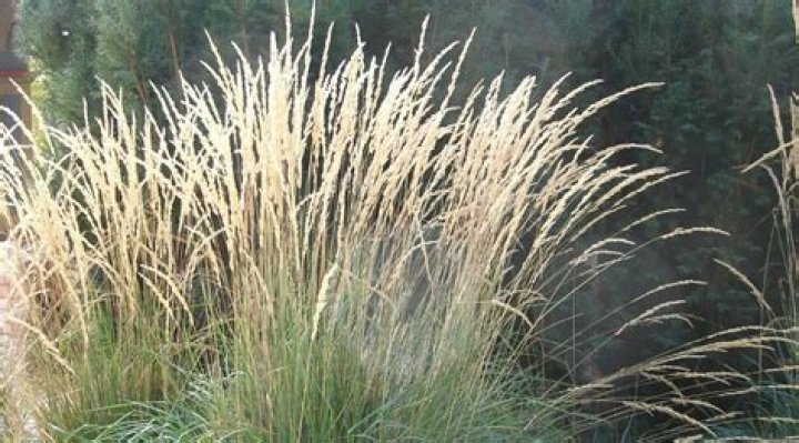 What is Karl Foerster grass
