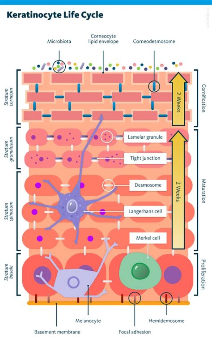 What is keratinocyte cells