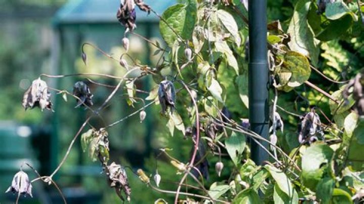 What is killing my clematis