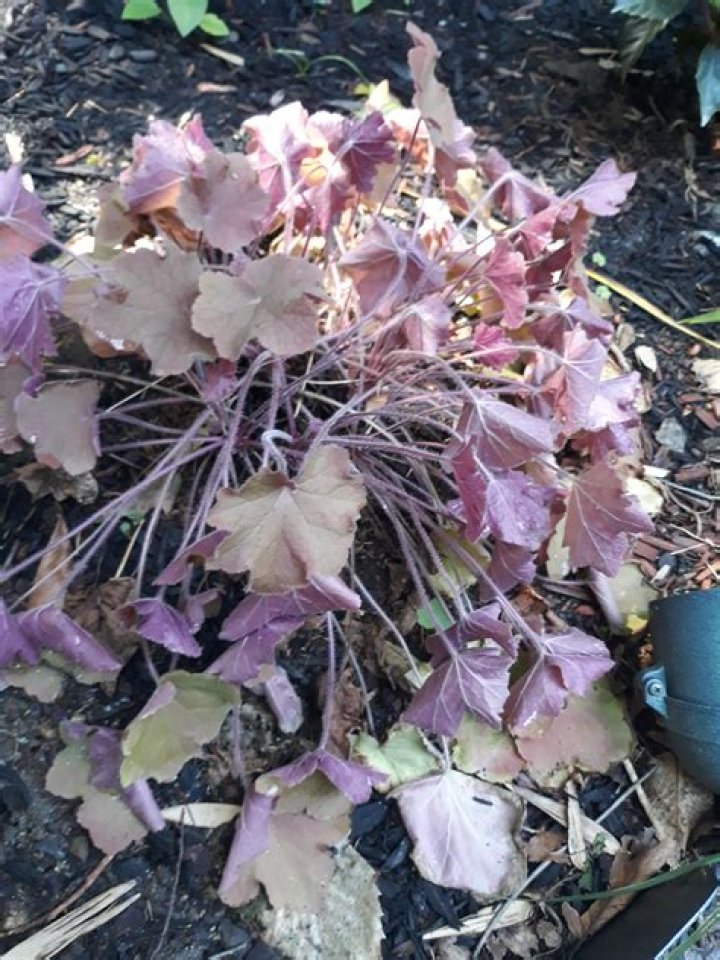 What is killing my Heuchera